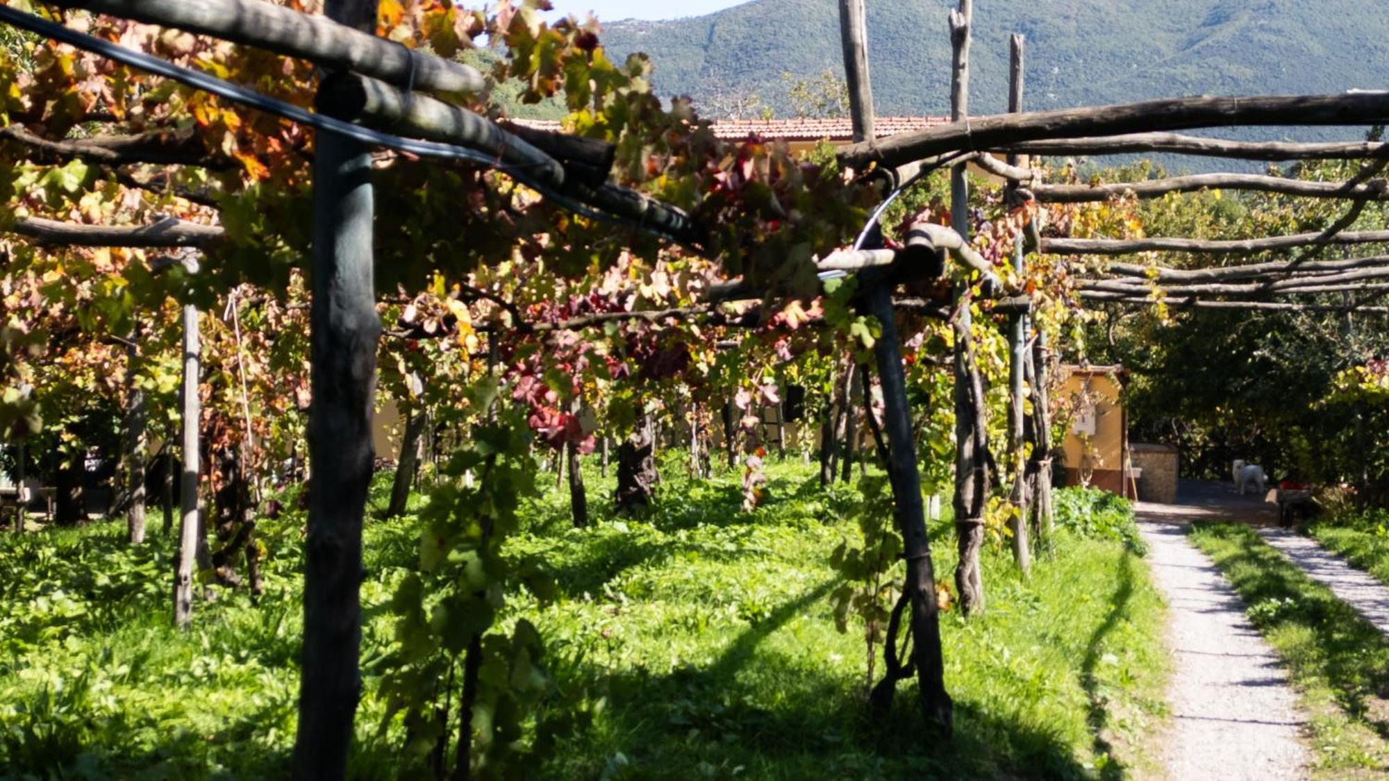 Willa Casa Giordano Tramonti Zewnętrze zdjęcie