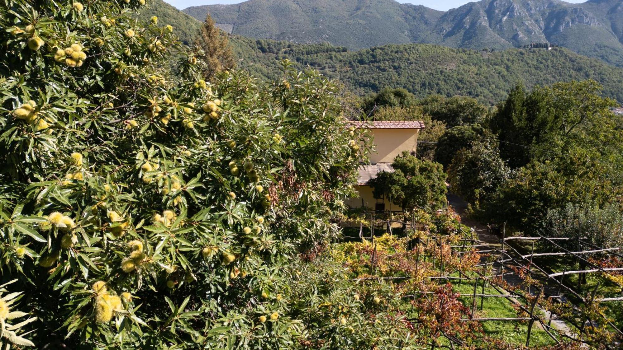 Willa Casa Giordano Tramonti Zewnętrze zdjęcie
