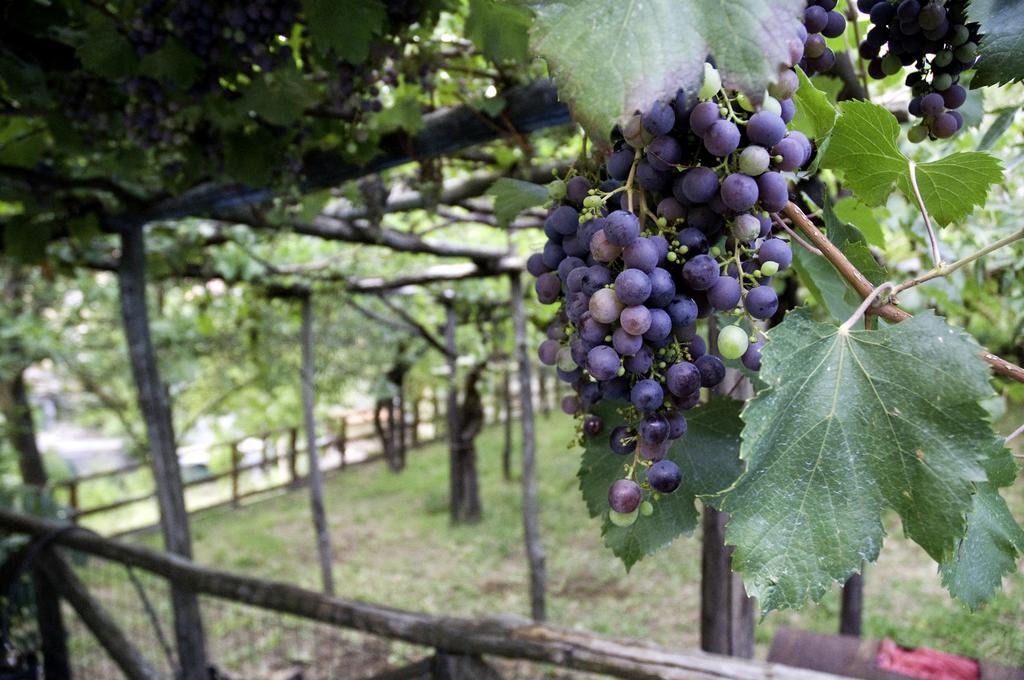 Willa Casa Giordano Tramonti Zewnętrze zdjęcie